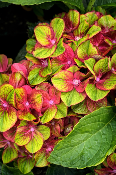Hydrangea Glossy Lips
